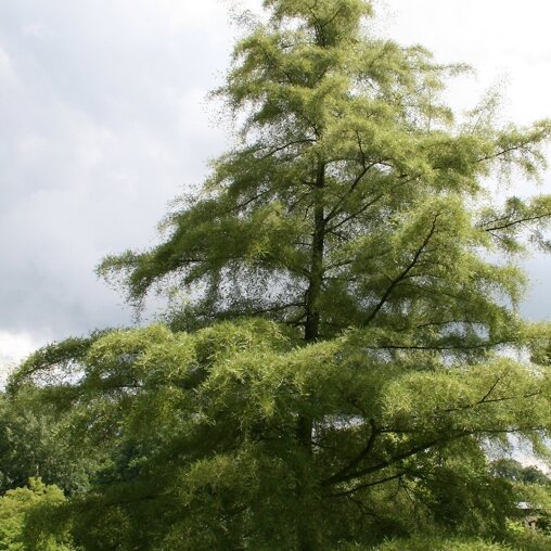 Inheemse zwarte els (Alnus glutinosa 'Imperialis')